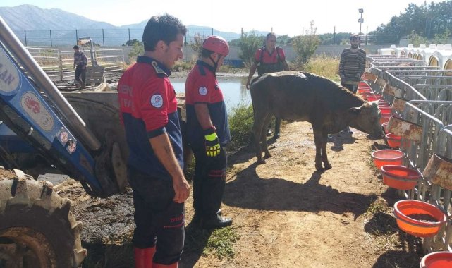 Besihaneden kaçan düve kuyuya düştü