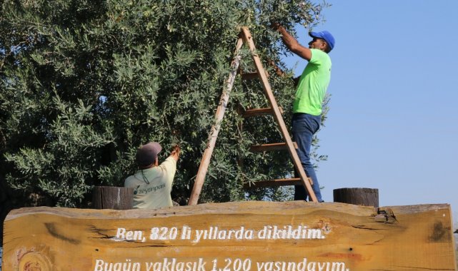 Bin 200 yaşındaki zeytin ağacından kasa kasa zeytin hasatı