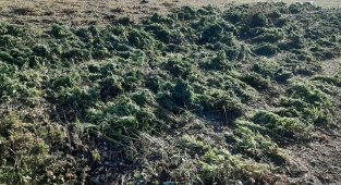 Bingöl'de 337 kilo uyuşturucu maddesi ele geçirildi