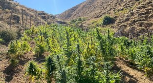 Bingöl'de 7 bin kök kenevir, 27 kilo esrar ele geçirildi