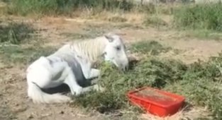 Bitkin halde bulunan at tedavi altına alındı