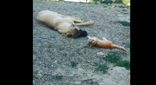 Boncuk ile Karabaş'ın iç ısıtan dostluğu!