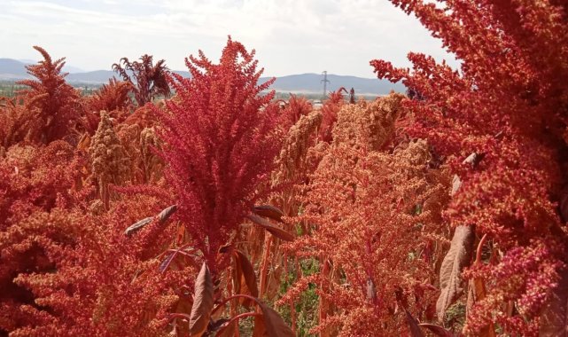 Bu bitki çölyak ve kanser hastaları için adeta umut niteliğinde