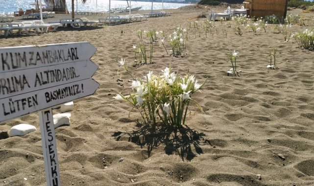 Bu çiçeği koparmanın cezası araba parası