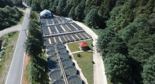 Burada yetiştirilen milyonlarca alabalıklar, Türkiye'nin farklı yerlerindeki orman içi sulara bırakılıyor