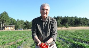 Büyükşehir 10 ton çilek hasadı yaptı