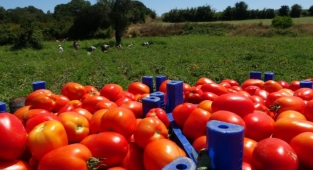 Çanakkale Domatesi'ne piyango vurdu