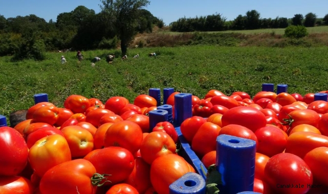 Çanakkale Domatesi&#039;ne piyango vurdu