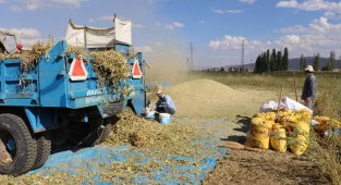 Çayırlı'da fasulye hasadı yapıldı