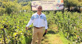 Dalında 80 liraya satılan aronyanın hasadı başladı