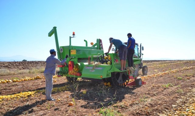 Denizli&#039;de çerezlik kabak çekirdeği hasadı başladı