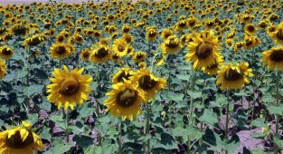 Devlet desteği ile üretilen ayçiçeği çiftçiye kazanç sağlarken, bozkırı da sarıya boyadı