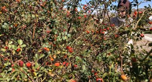 Dikenli dallardan toplanan kuşburnular köylerde yorucu bir çalışmanın ardından marmelat olarak kavanozlara giriyor