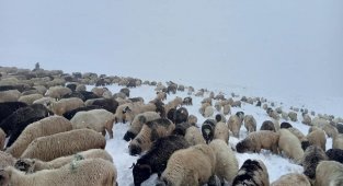 Doğu Karadeniz Yaylaları'nda erken görülen kar yağışı en çok onları etkiledi