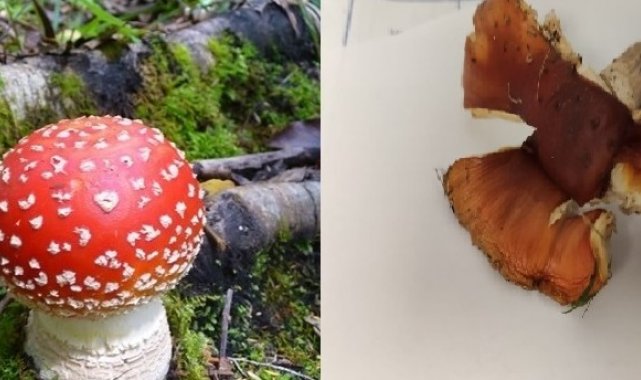 Doğu Karadeniz&#039;de mantar zehirlenmelerinde dikkat çeken artış