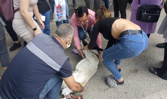 Dolmuşun çarptığı köpek için dakikalarca kalp masajı yaptılar