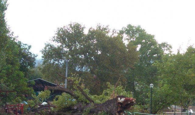 Dört asırlık çınar fırtınaya yenildi