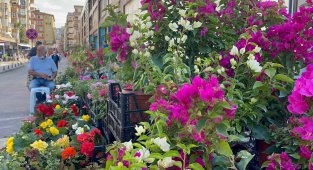 Dünya'nın çiçekleri Yalova'dan gidiyor