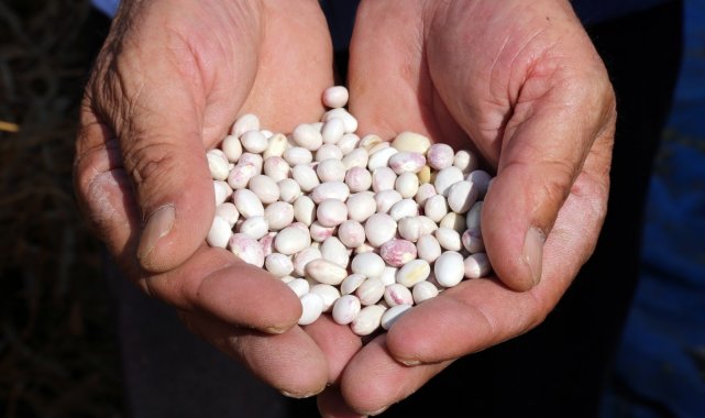 Dünyaca ünlü Kelkit şeker fasulyesinde hasat zamanı