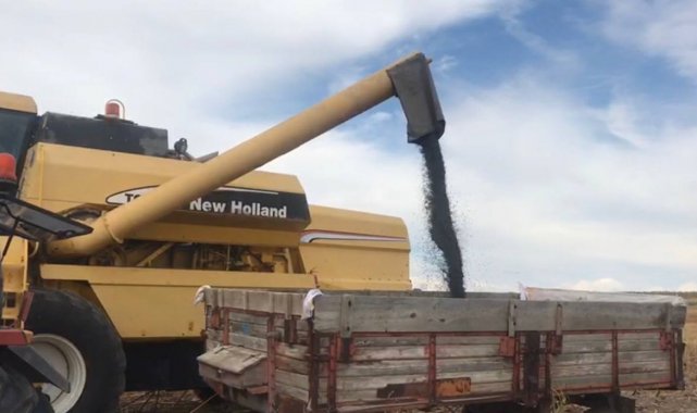 Edirne&#039;de ayçiçek hasadı başladı