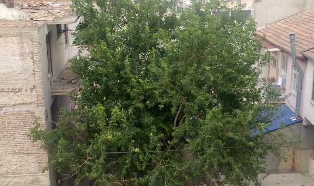 Elazığ&#039;da şiddetli rüzgar etkili oldu, ağaçların dalları kırıldı