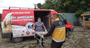 Erzincan'da 'hayvan ambulansı' hizmete girdi