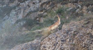 Erzurum'da yaban keçisi sürüsü görüntülendi