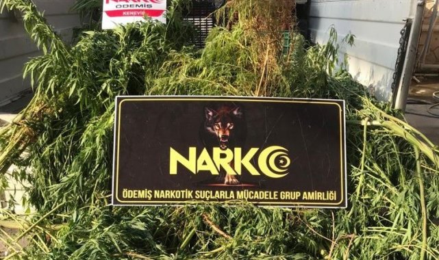 Evinin bahçesinde kenevir yetiştiren şüpheli gözaltında