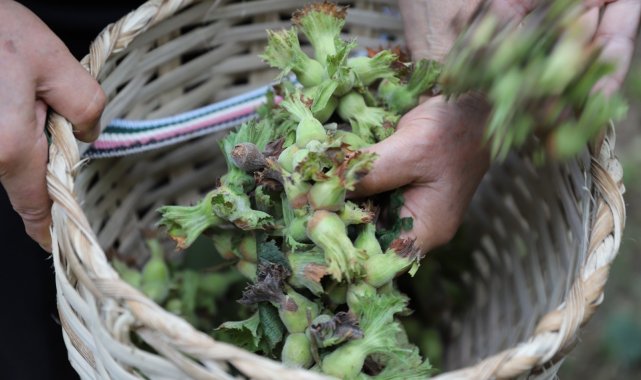 Fındıkta 2 milyar dolarlık ihracat
