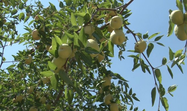 Geziden getirilip ekilen hünnap meyvesi mahallenin geçim kaynağı oldu