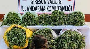 Giresun'da 26 kilogram kubar esrar yakalandı