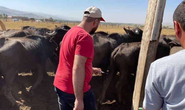 Güroymak&#039;ta şarbon hastalığı tespit edildi