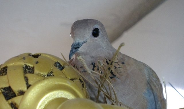 Güvercin dükkandaki ürün rafına yumurtladı