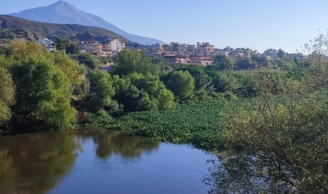 Hatay&#039;da su sümbülleri Asi nehrinde ilginç görüntüler oluşturdu