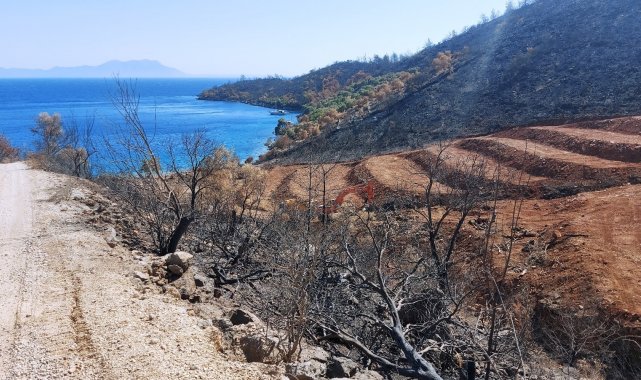 İnşaat yapılıyor denilen yanan koyda, lavanta bahçesi yapıldığı ortaya çıktı