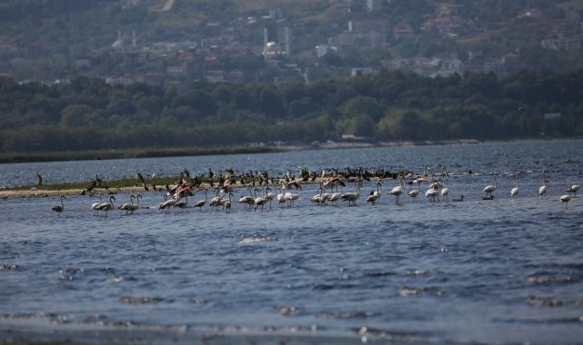 İzmit Körfezi&#039;nde flamingolardan görsel şölen