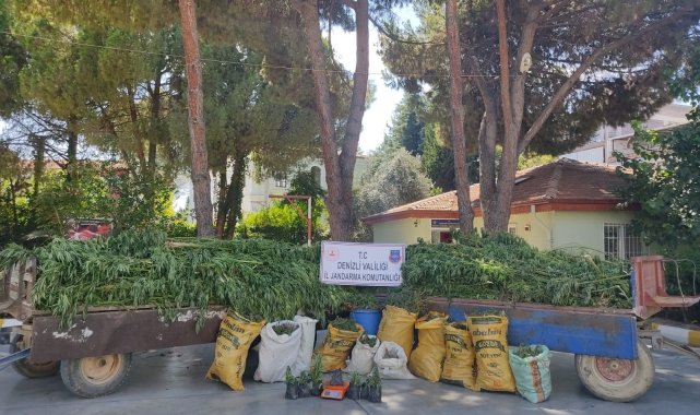 Jandarma operasyonunda 45 kilo esrar, 513 kök kenevir ele geçirildi