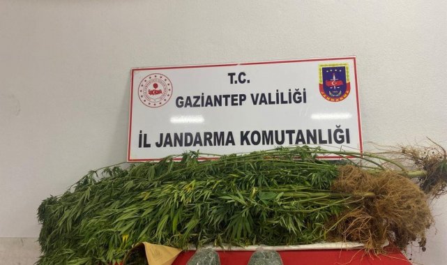 Jandarmadan hint keneviri ekilen adreslere operasyon