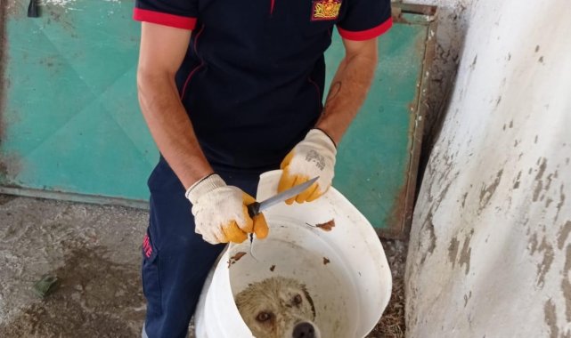 Kafası bidona sıkışan köpek kurtarıldı
