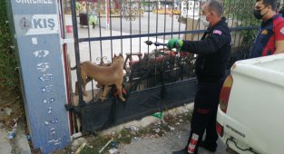 Kafası demir kapıya sıkışan pitbull cinsi köpeği itfaiye kurtardı