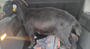 Kahramanmaraş'ta küçükbaş hayvan hırsızlığı