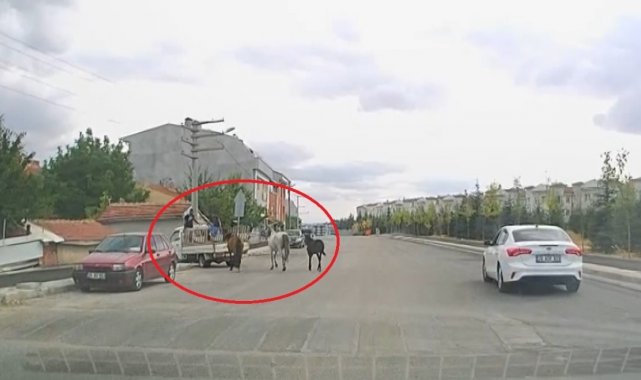 Kamyonetin arkasına bağladıkları atları acımasızca koşturdular