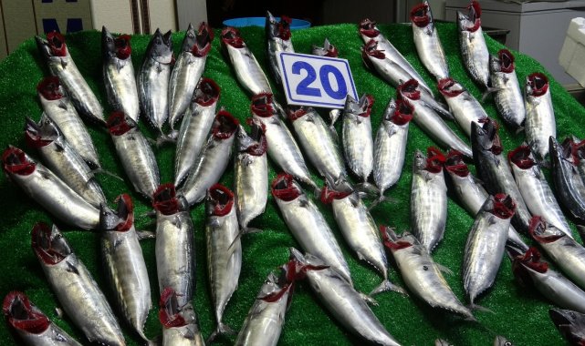 Karadeniz&#039;de balık bolluğu