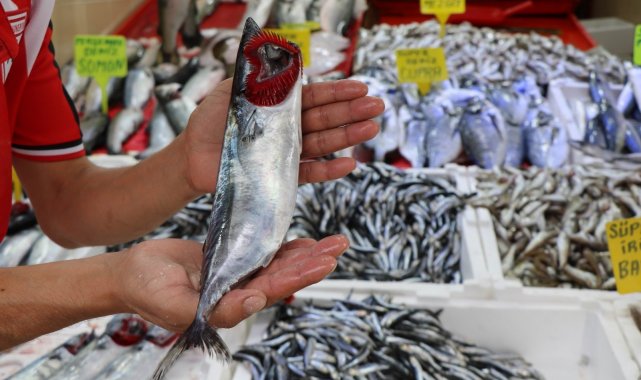 Karadeniz&#039;in nazlı balığı palamuttan iyi haber