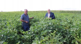 Karaman'da ilk defa bir besici tarafından silajlık soya ekildi