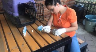 Kargaların saldırısına uğrayan yavru kumru kuşu vatandaş kurtardı