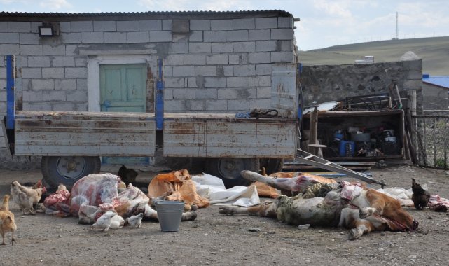 Kars&#039;ta şüpheli hayvan ölümleri