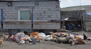 Kars'ta şüpheli hayvan ölümleri