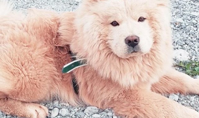 Kayıp &#039;Muhtar&#039;ı bulana 6 bin lira ödül verecek