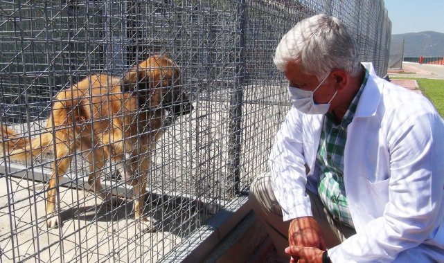 Kedi ve köpeklere mikroçip